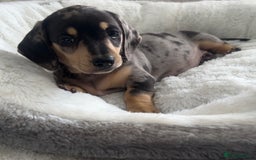 Miniature Dachshund dogs for sale: Miniature Dachshund puppies - Image 3