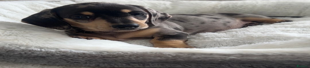 Miniature Dachshund Puppy 1