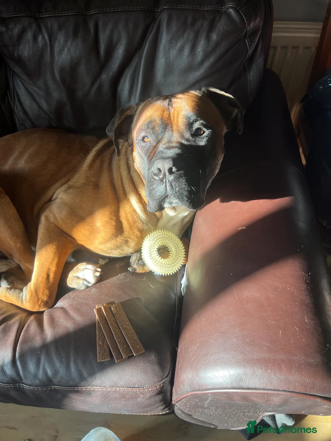 Cane Corso dogs for stud: M cane corso available for stud in London - Advert 10