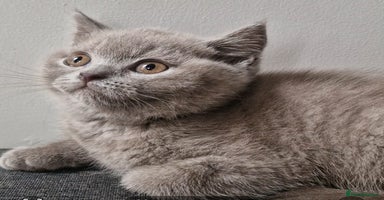 British Shorthair cats - Advert 2