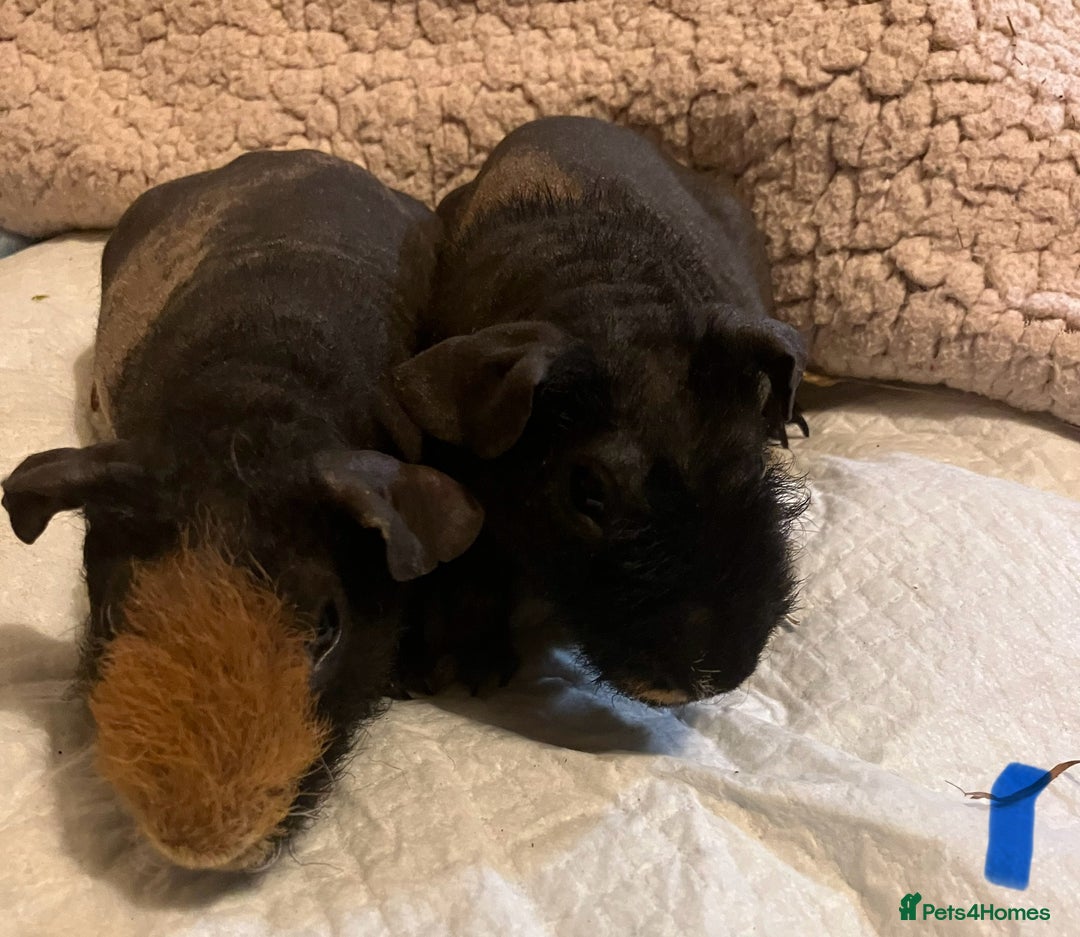 Guinea Pig rodents for sale: Well handled skinny pigs.  - Advert 3