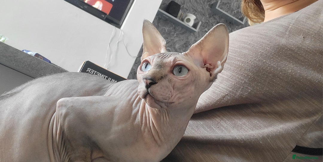 Sphynx cats for sale: Sphynx Healthy happy  boys   - Image 15