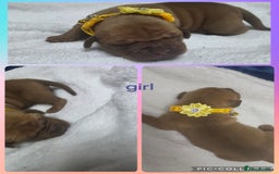 Mixed Breed dogs for sale: Dogue de bordeaux x staff puppies  - Image 4