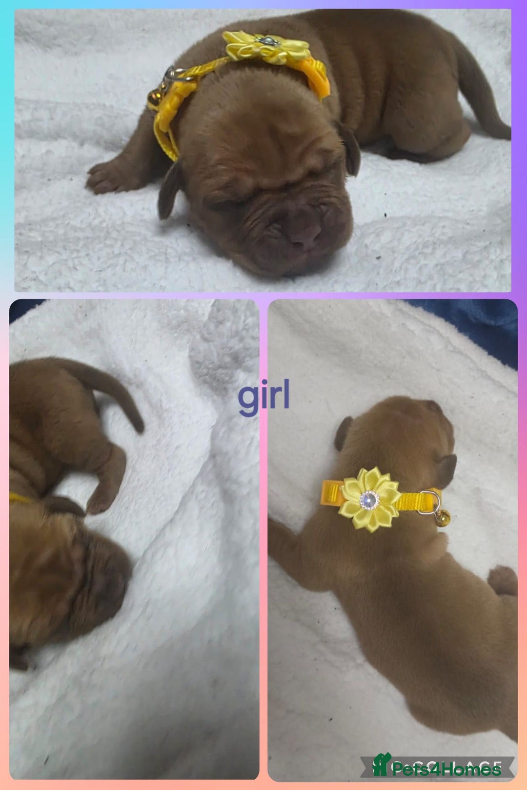 Mixed Breed dogs for sale: Dogue de bordeaux x staff puppies  - Image 4