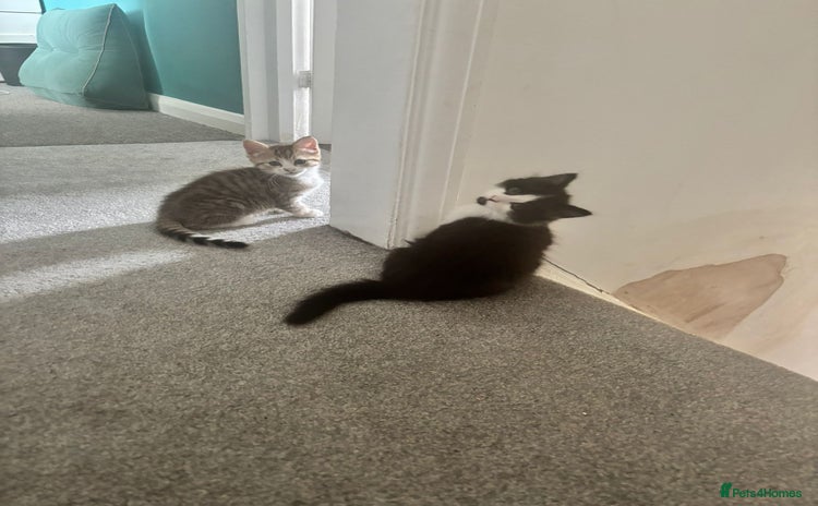 Domestic Shorthair cats - Advert 1