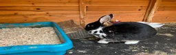 Mixed Breed rabbits for sale: Rabbits bonded pair - Advert 9