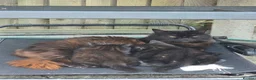 Mixed Breed cats for sale: Kittens in Sittingbourne - Advert 6