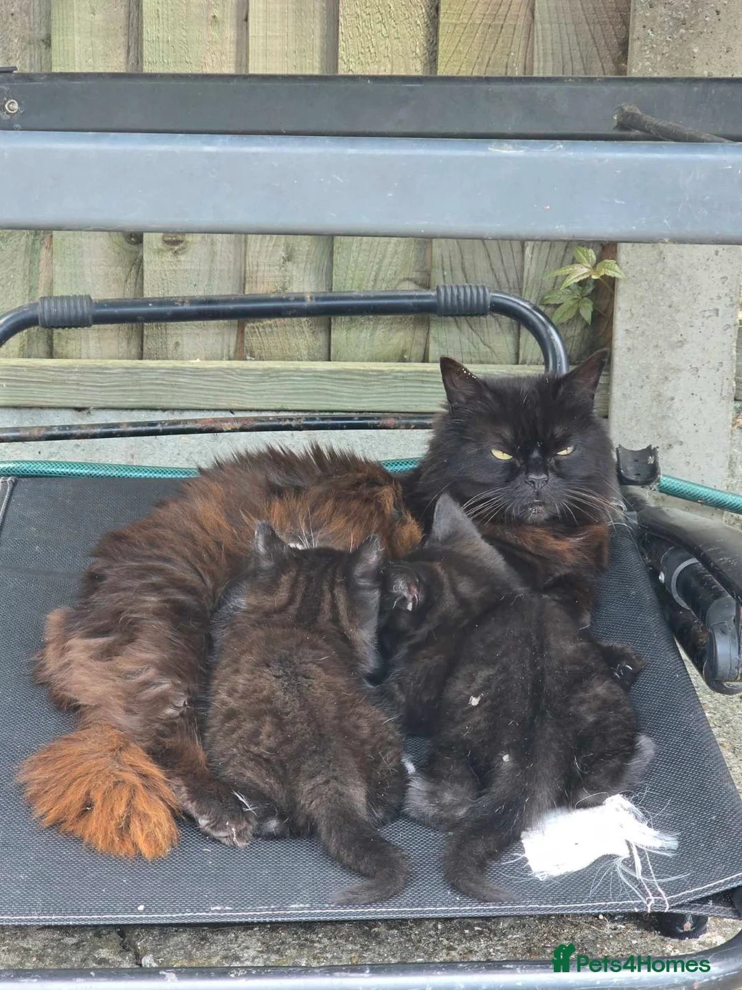 Mixed Breed cats for sale: Kittens in Sittingbourne - Advert 6