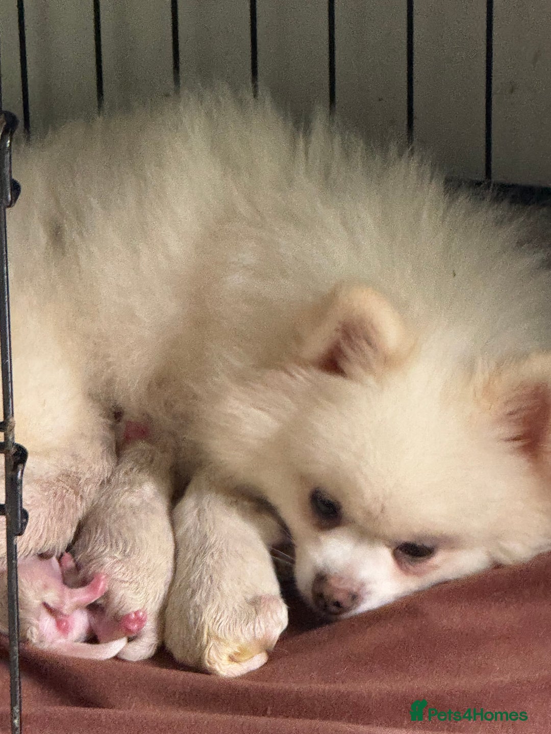 Pomeranian dogs for sale: Super cute white KC teddy bears  - Advert 2
