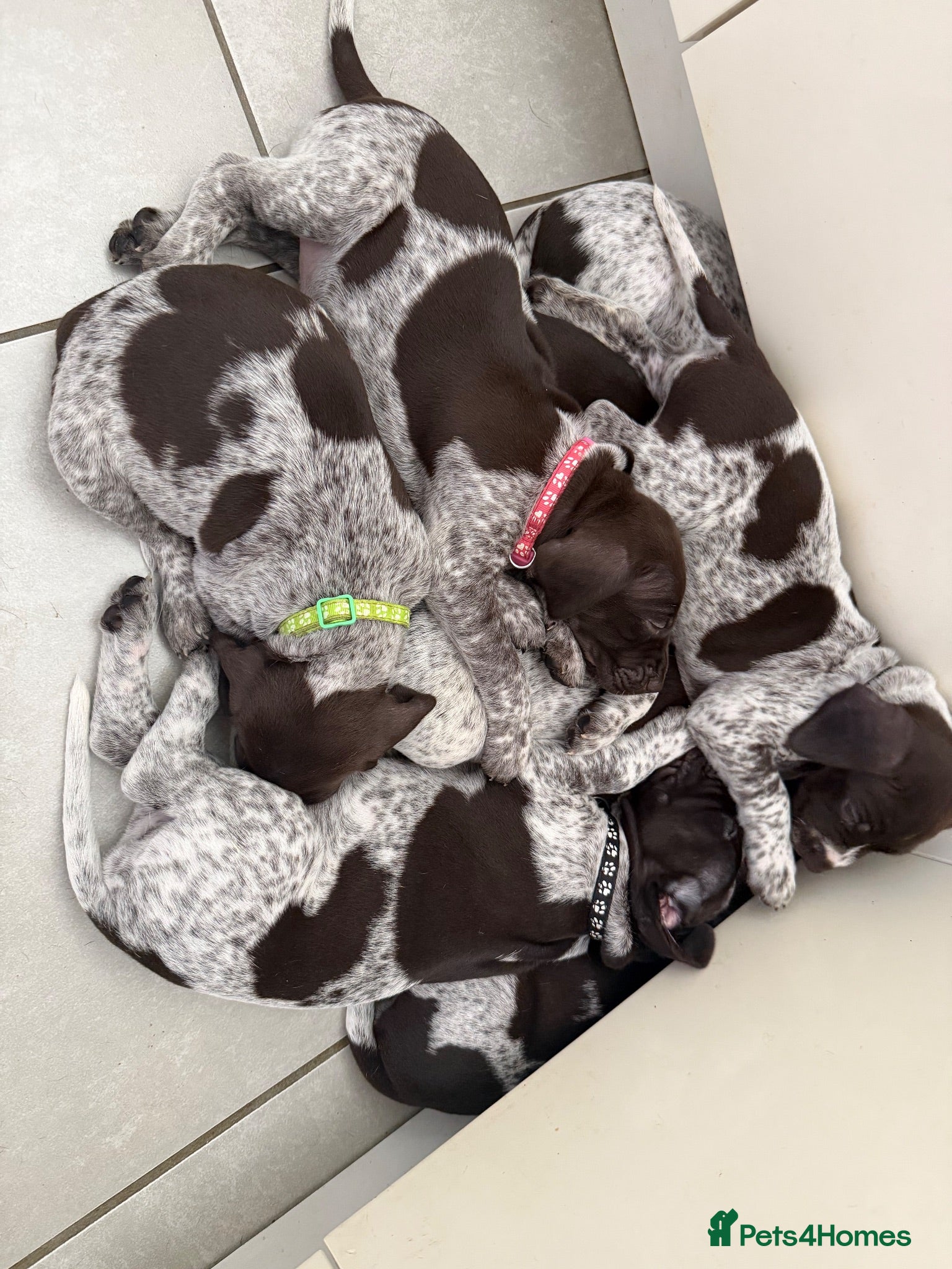 German Shorthaired Pointer dogs Stunning litter of 14 German short-haired pointers - Advert 1
