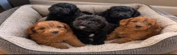 Cockapoo dogs for sale: Beautiful cockapoo puppies in Doncaster - Advert 3