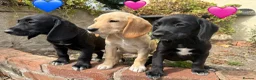 Cockerdor dogs for sale: Female Cockerdor puppy Labrador X Cocker Spaniel  - Advert 8