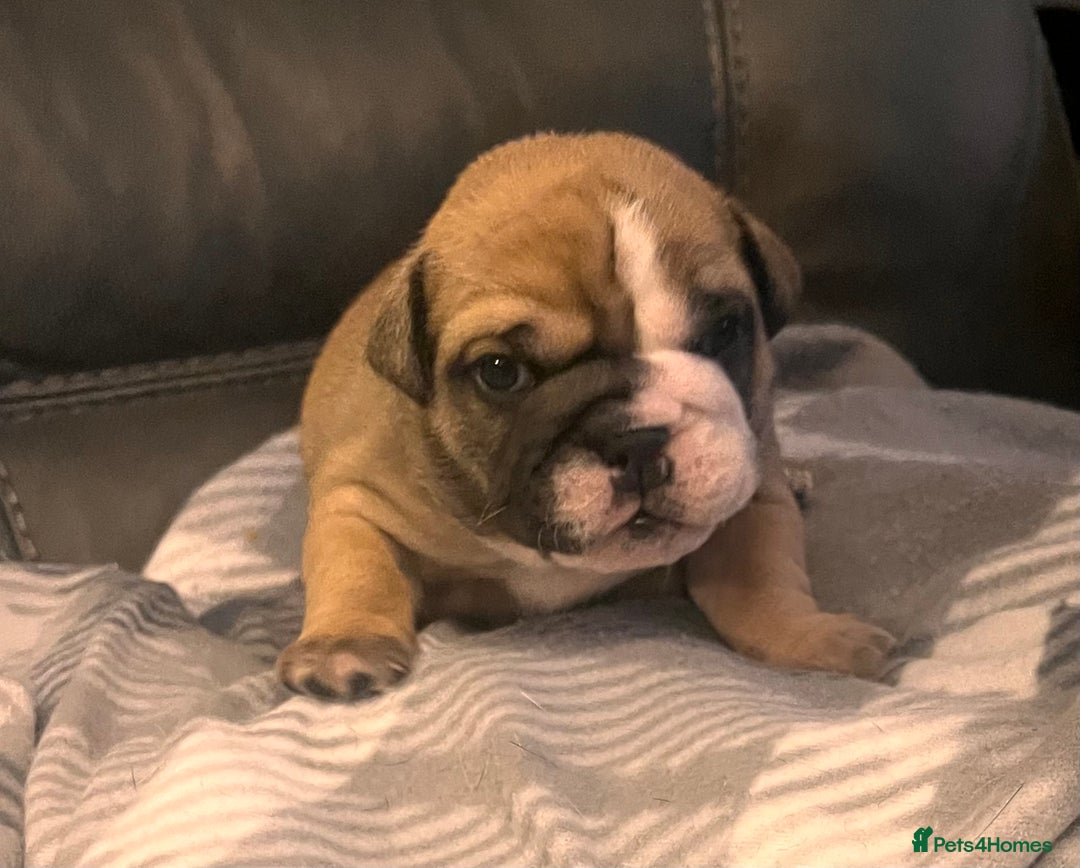 English Bulldog dogs for sale: Kc reg English bulldog puppies 🏴󠁧󠁢󠁥󠁮󠁧󠁿 - Image 23