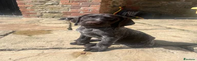 German Wirehaired Pointer Puppy 1