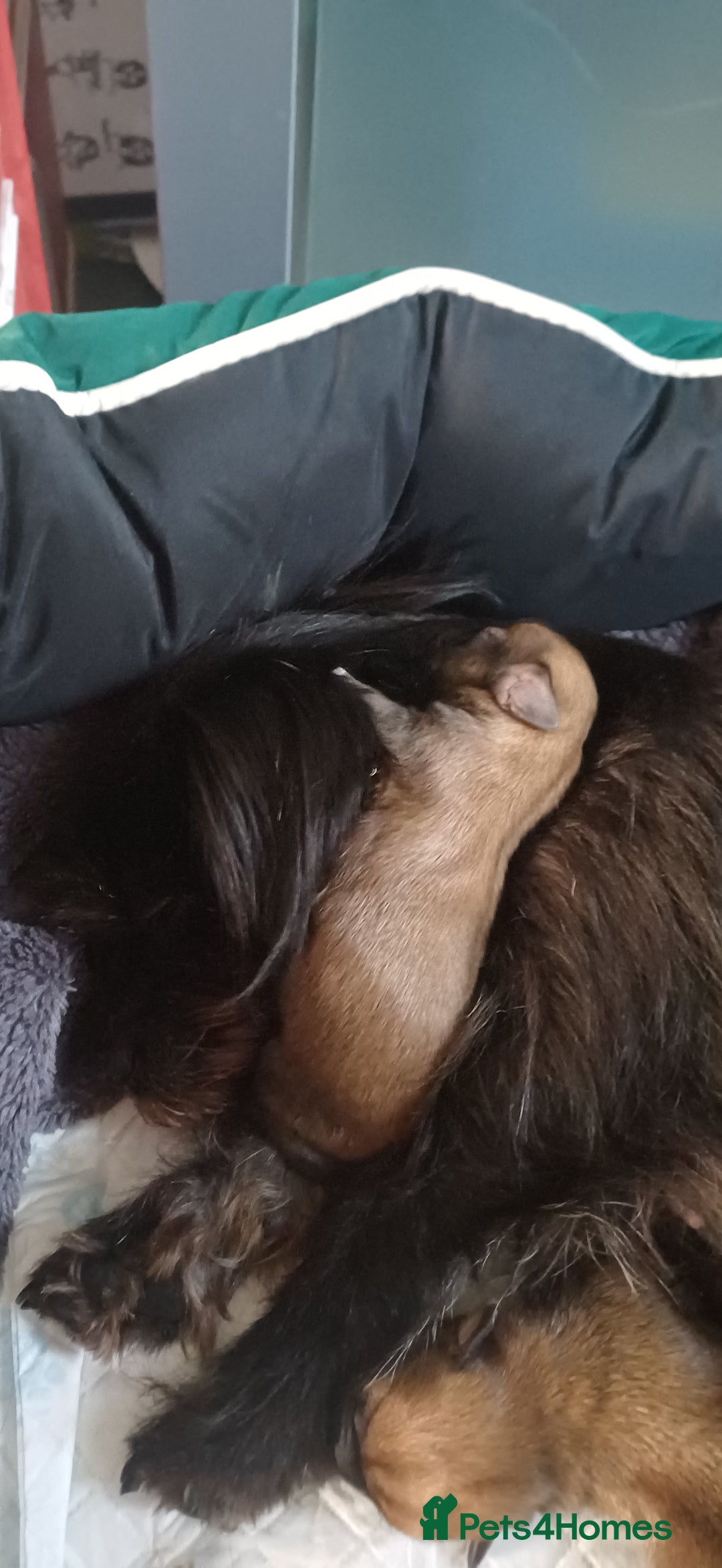 Shih Tzu dogs for sale: Beautiful colours Shihtzu puppies - Image 8