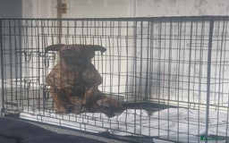 Mixed Breed dogs for sale: Presa canario Cross American bully  - Image 2
