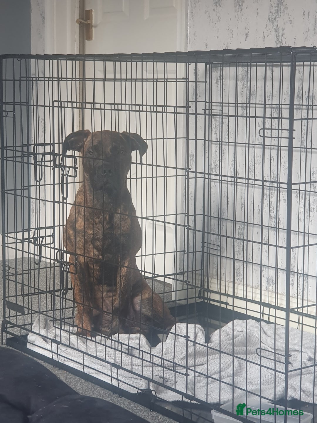 Mixed Breed dogs for sale: Presa canario Cross American bully  - Image 2