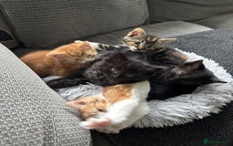 Mixed Breed cats for sale: Cute, Cuddly Kittens 💝 - Image 3