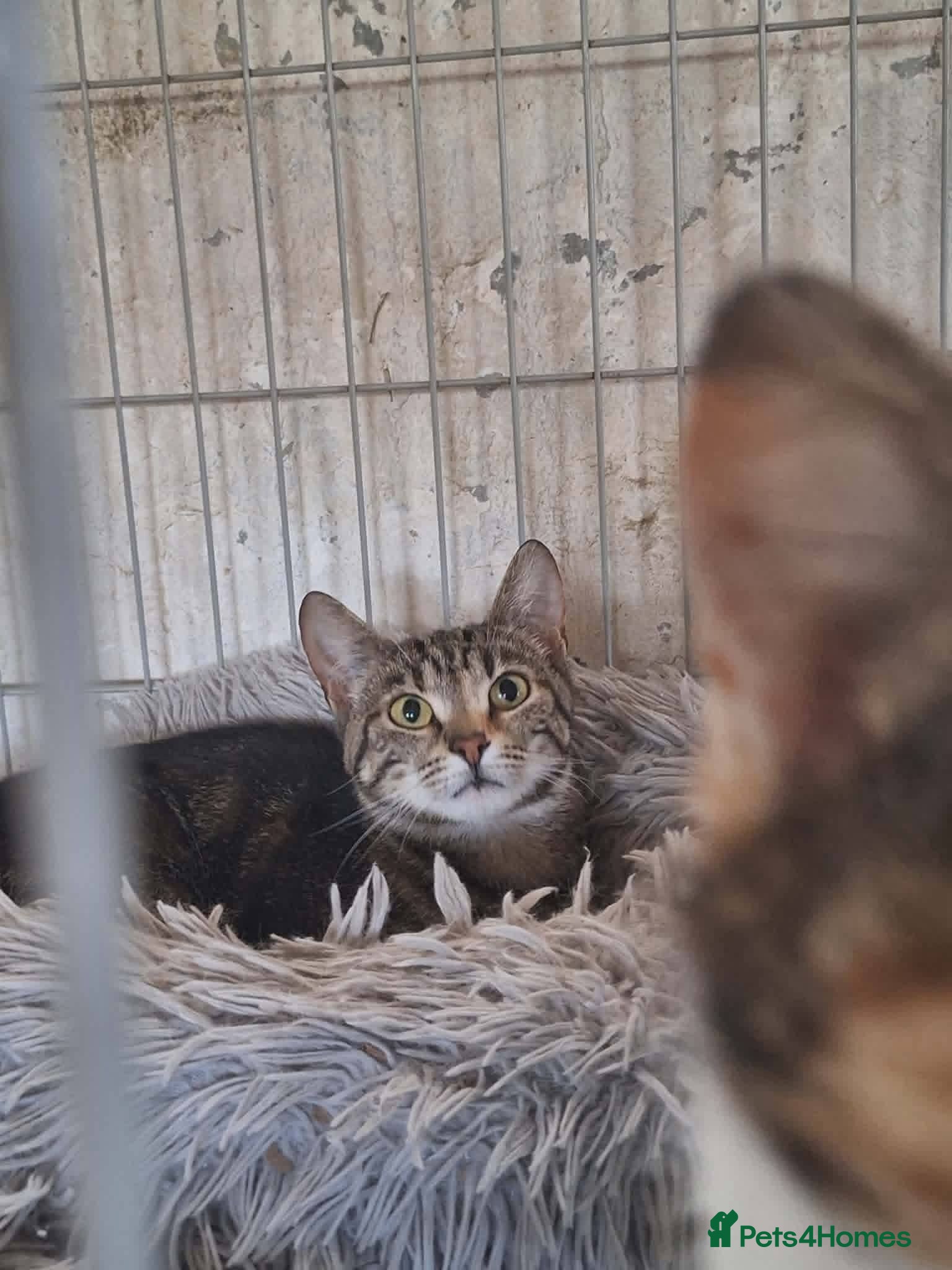 Mixed Breed cats Barbie for adoption - Advert 8