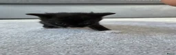 Mixed Breed cats for sale: Kittens for sale in Dunfermline - Advert 3
