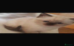 Ragdoll cats for sale: Half rag doll for sell  - Image 9