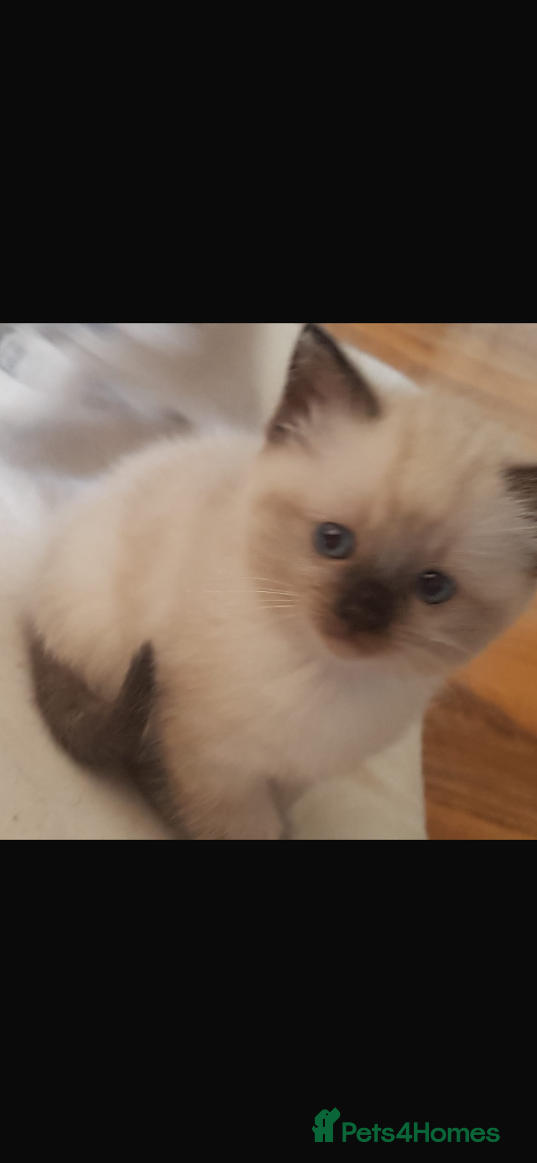Ragdoll cats for sale: Half rag doll for sell  - Image 9
