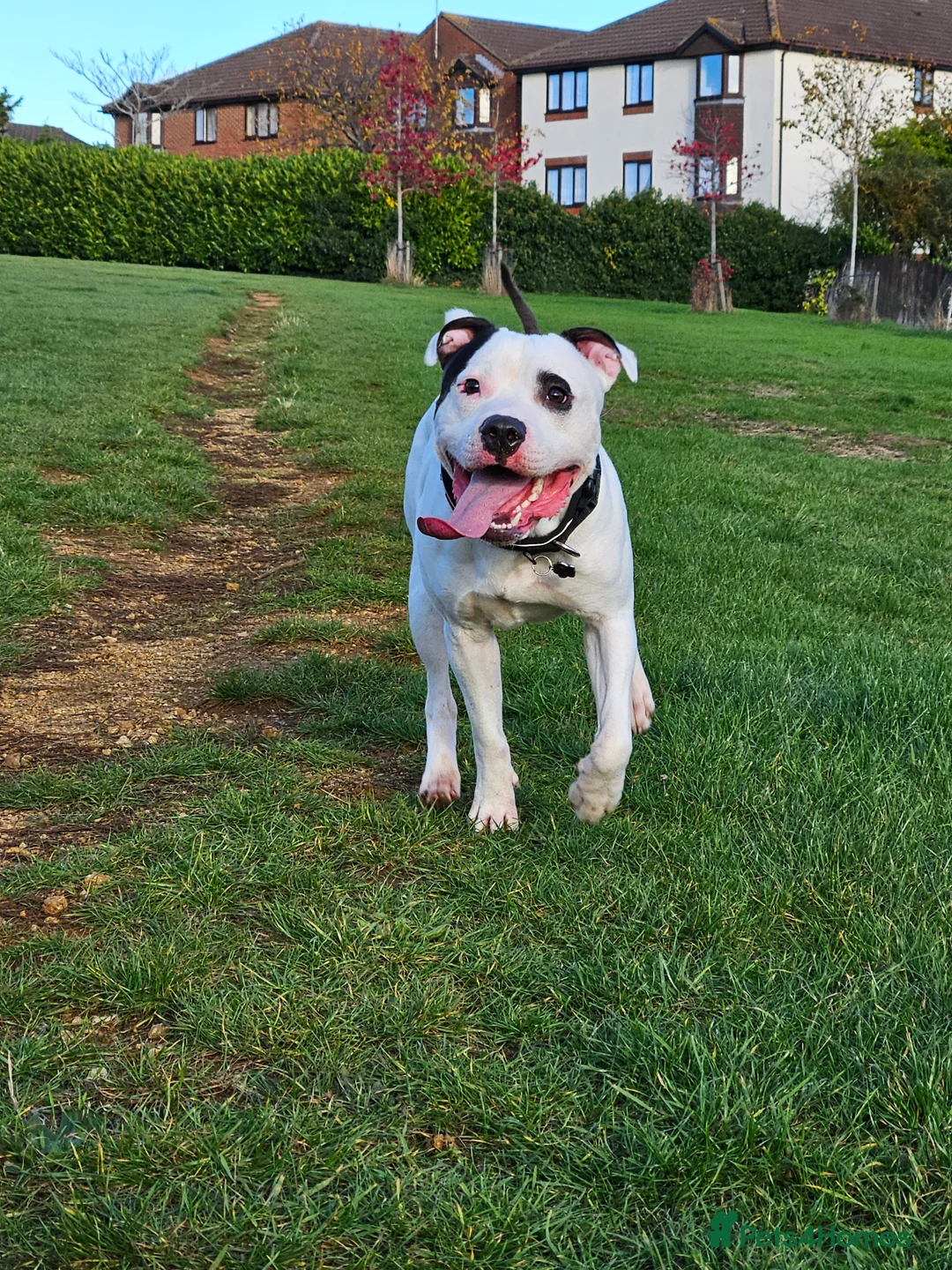 Staffordshire Bull Terrier dogs for sale: 4 staffies for sale - Advert 3