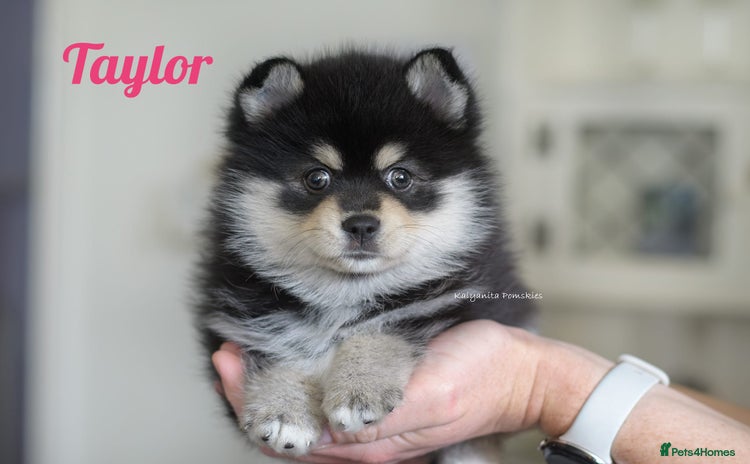 Pomsky dogs - Advert 1