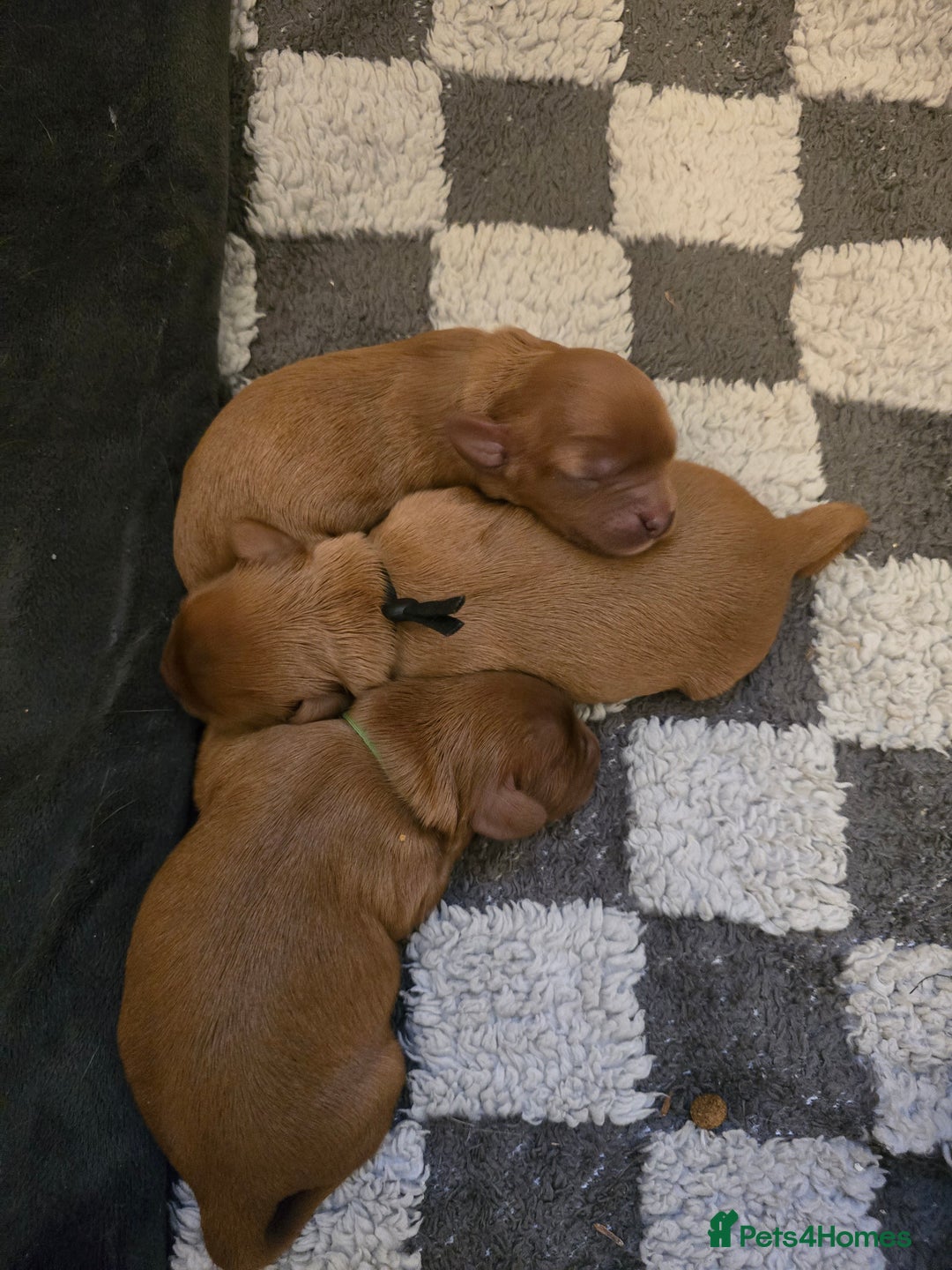 Cavalier King Charles Spaniel dogs for sale: Cavalier king charles spaniel pups - Image 4