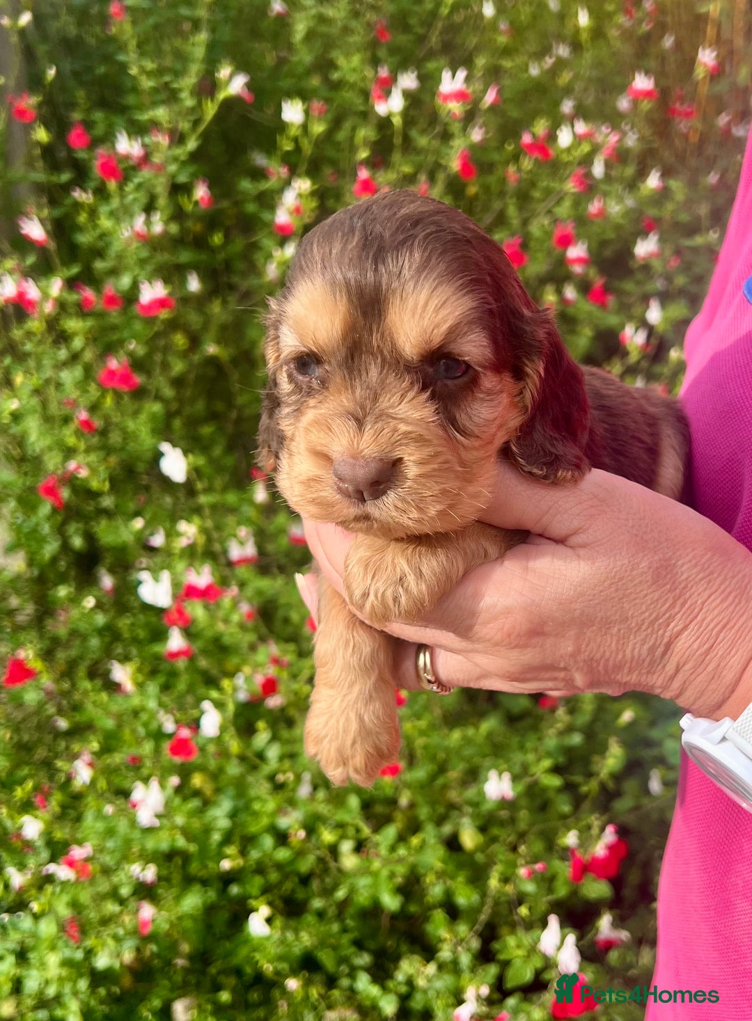 Cocker Spaniel dogs for sale: Beautiful KC English cocker spaniel pups - Image 6