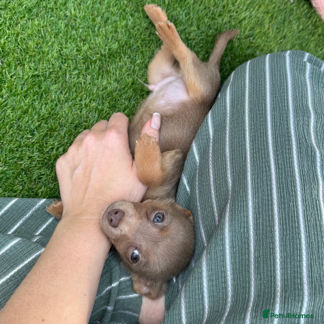 Jack Russell dogs for sale: Miniature Jack Russell puppies Ready to leave in Gillingham - Image 25