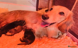 Miniature Dachshund dogs for sale: Exceptional Show Quality KC Miniature Dachshunds! - Image 10