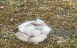 Ferret rodents for sale: Baby ferrets  - Image 3