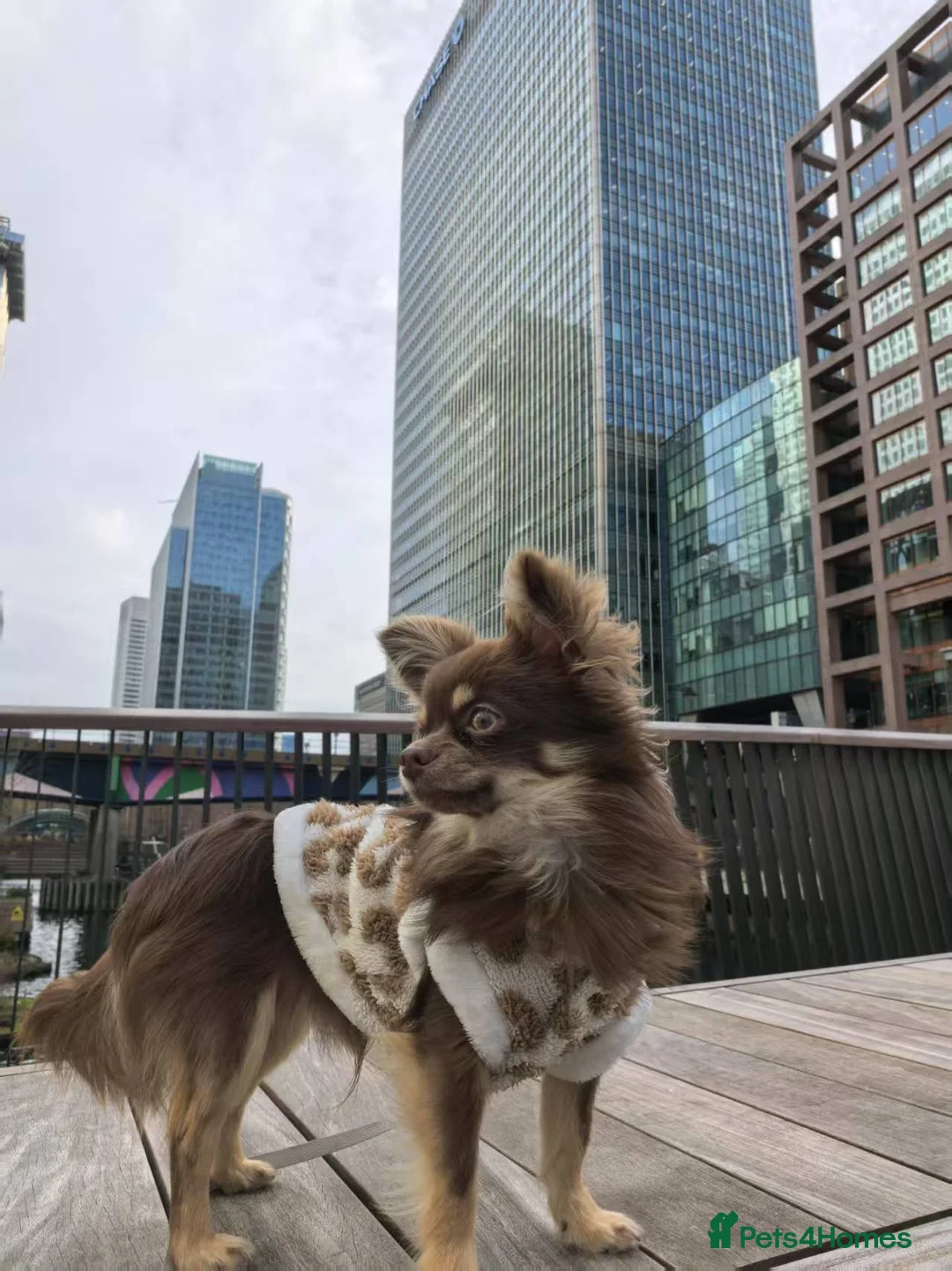 Chihuahua dogs for sale: KC Chihuahua male re-home  in London - Advert 1