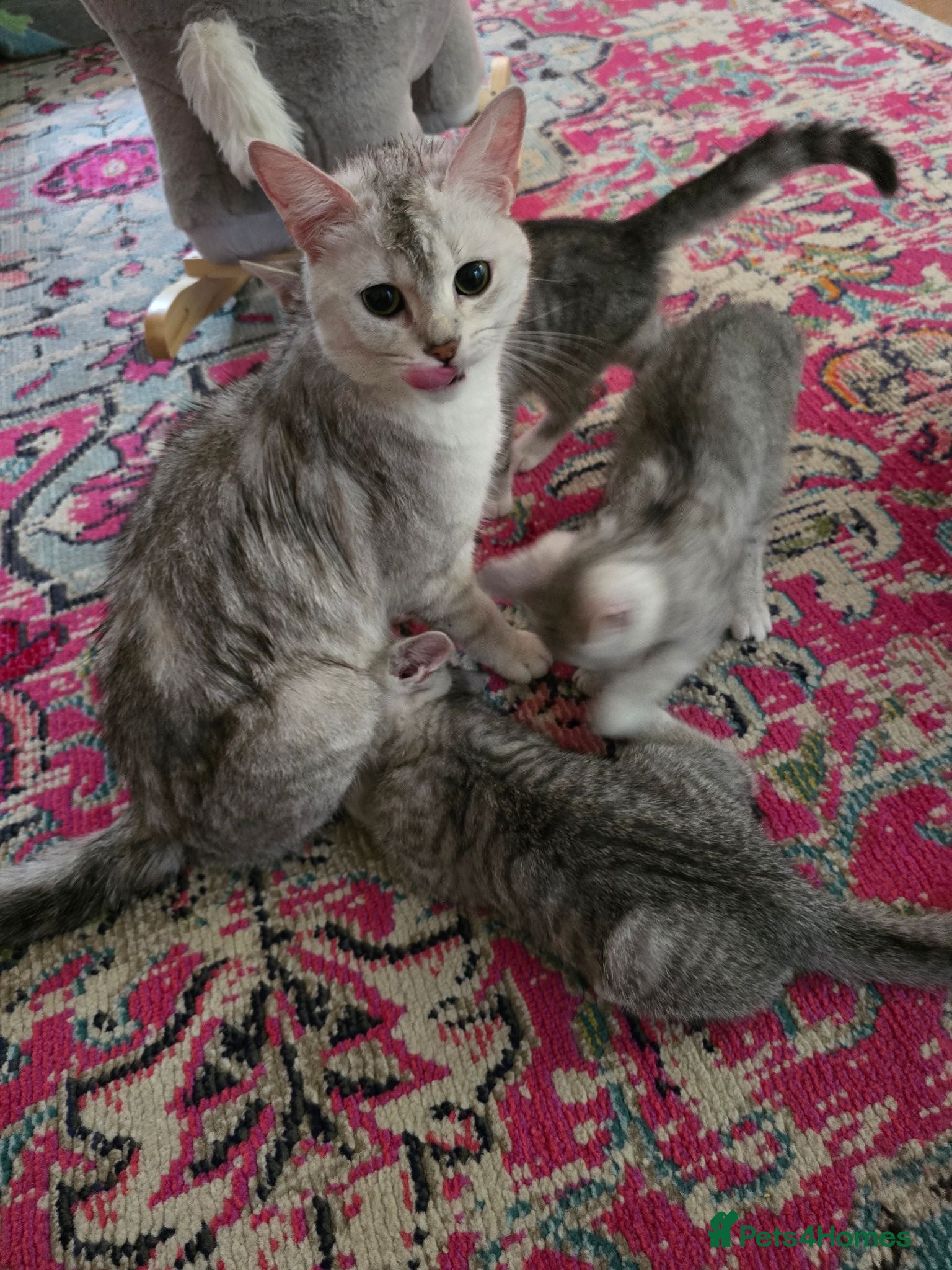 Mixed Breed cats Lovely litter of Mackrell tabby kittens - Advert 2