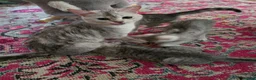 Mixed Breed cats for sale: Lovely litter of Mackrell tabby kittens in Warminster - Advert 1