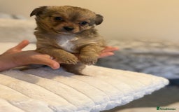 Chihuahua dogs for sale: Gorgeous tiny long coated chihuahua puppies  - Image 7