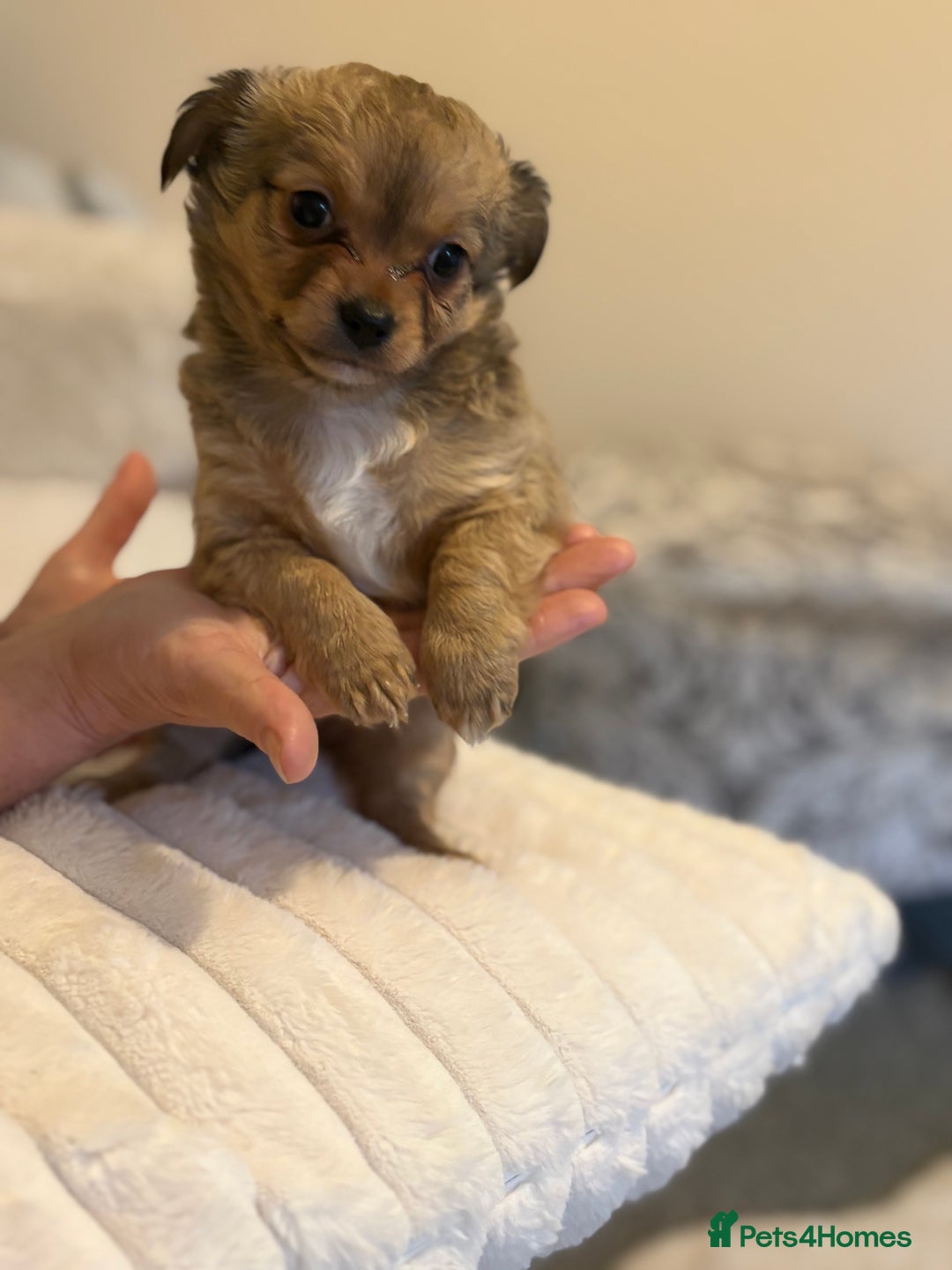 Chihuahua dogs for sale: Gorgeous tiny long coated chihuahua puppies  - Image 7