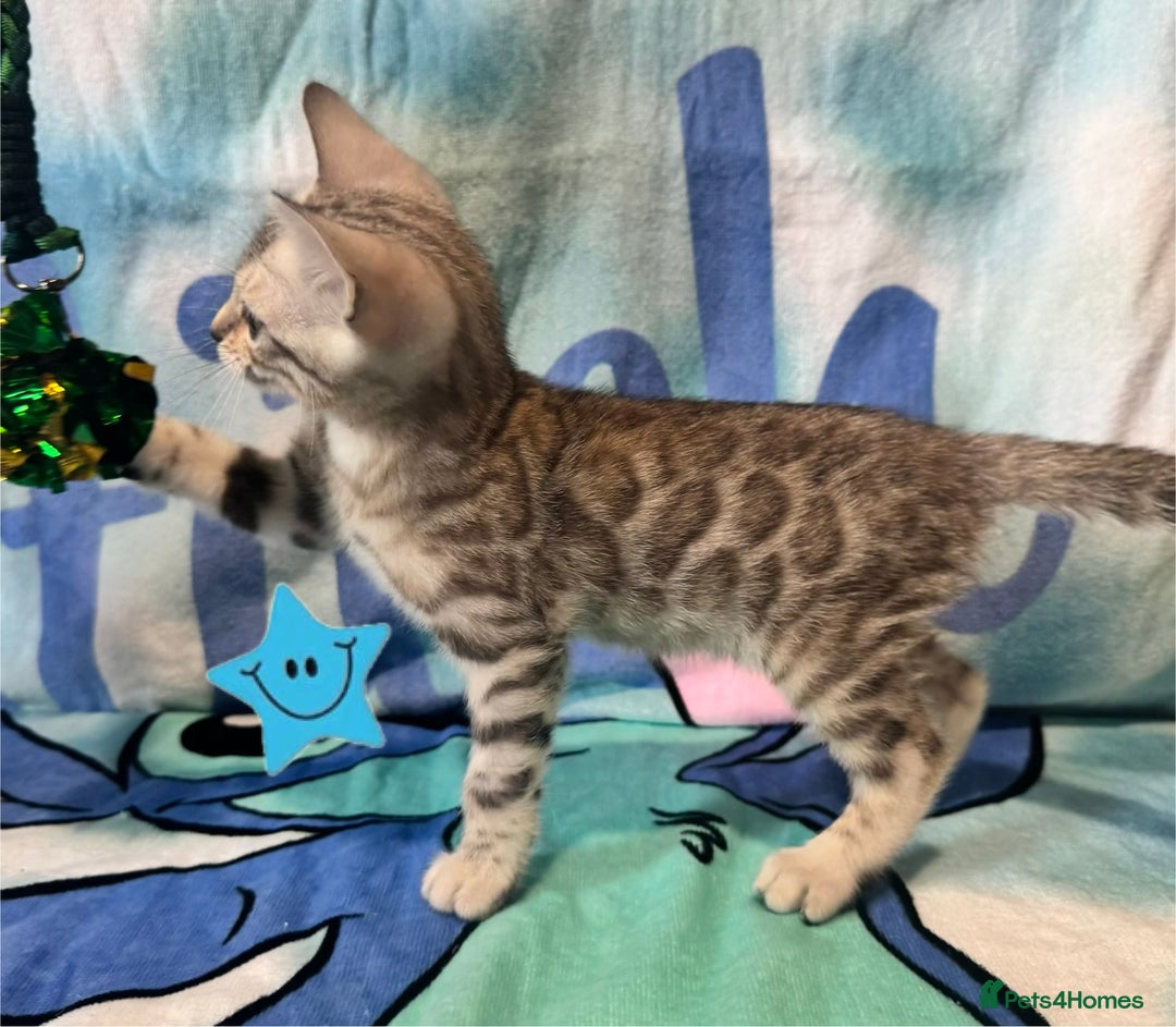 Bengal cats for sale: TICA Silver Bengal kittens - Image 6