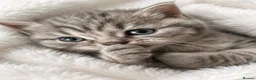 British Shorthair cats for sale: British shorthair  - Advert 1