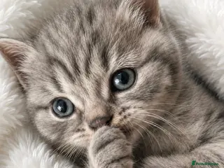 British Shorthair cats 🏆CHAMPION BLOODLINE 🏆 British shorthair - Advert 1