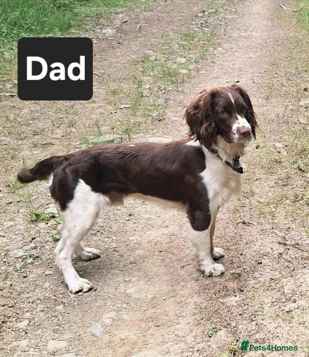 English Springer Spaniel dogs for sale: Stunning English Springer Spaniel Puppies - Advert 4
