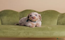 Miniature Dachshund dogs for sale: Miniature ( kaninchen) Long-Haired Dachshund  - Image 11