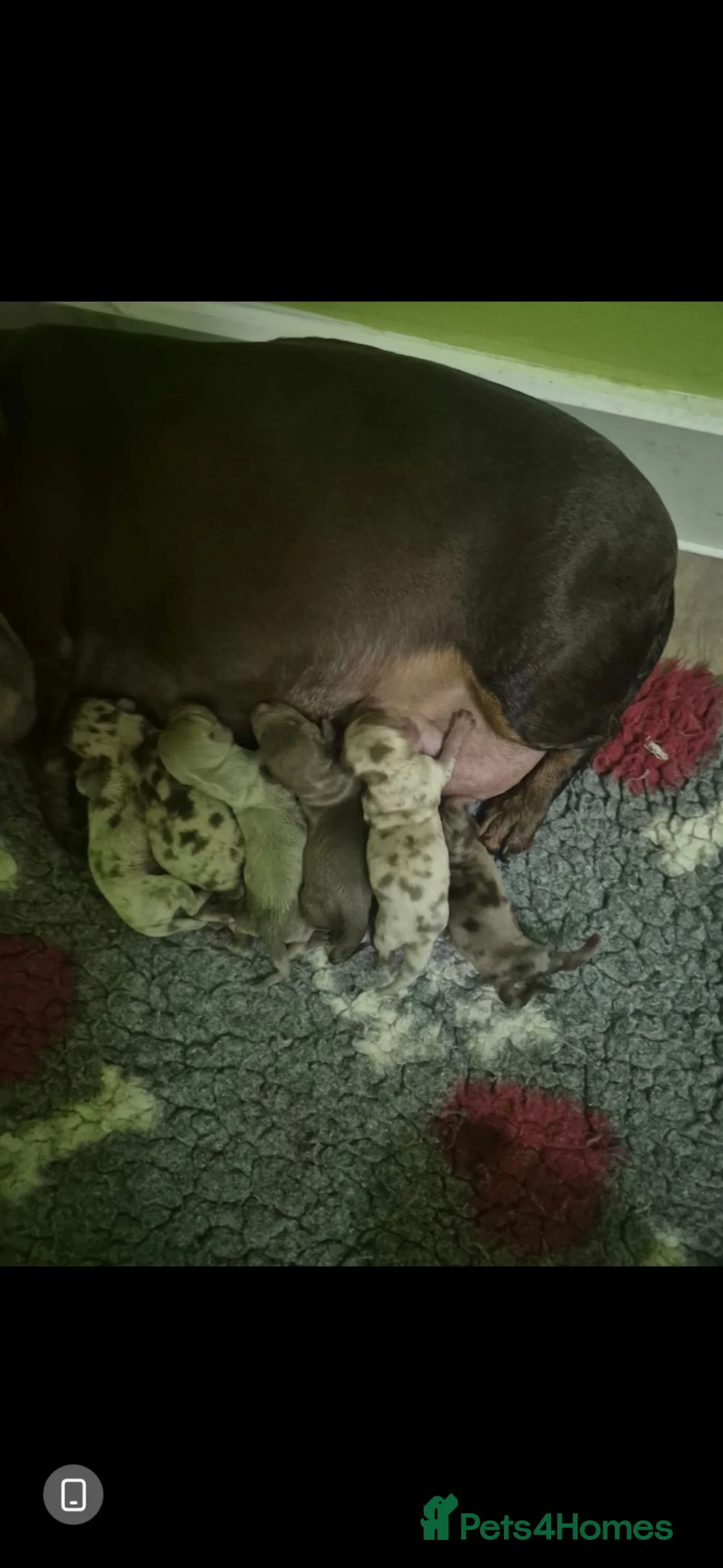 Miniature Dachshund dogs for sale: Kc miniature dachshund - Advert 2