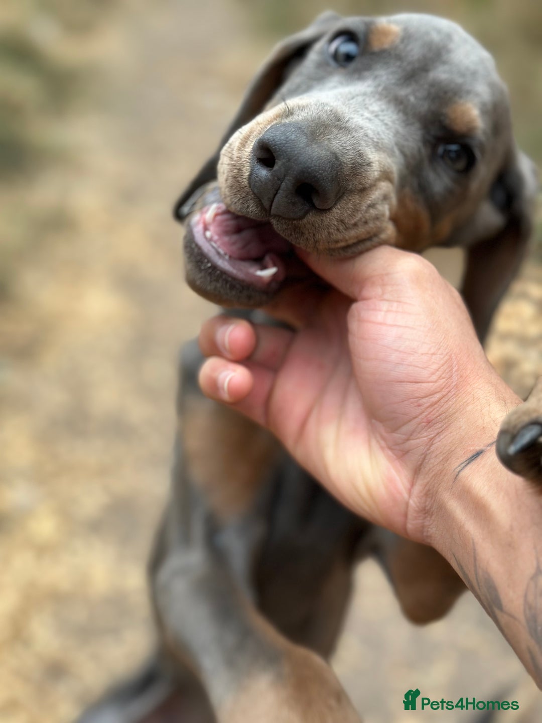 Dobermann dogs for sale: Euro Bred Doberman Blue & Fawn!! - Image 1
