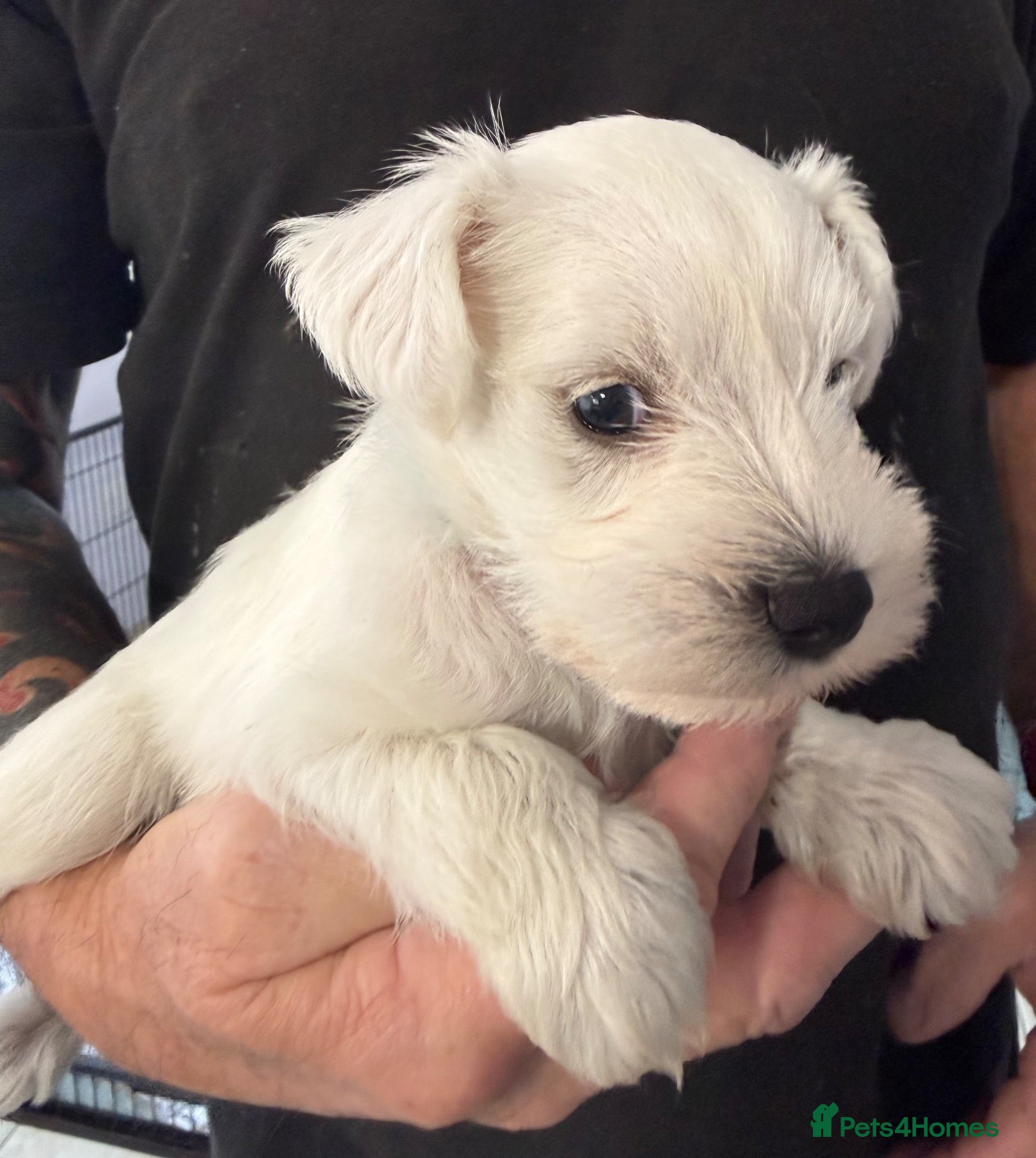 Miniature Schnauzer dogs for sale: Beautiful miniature schnauzers - Advert 2
