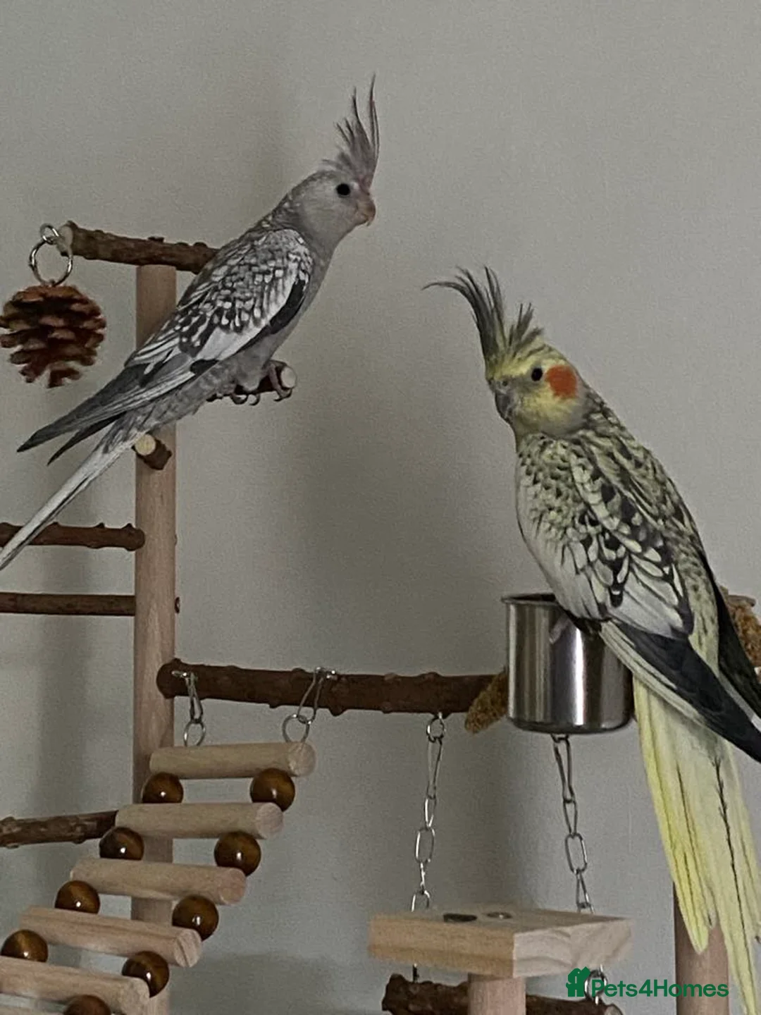 Cockatiels birds for sale: Cockatiels for sale  - Advert 3