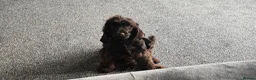 Cocker Spaniel dogs for sale: 3 year old show cocker- fully health tested  - Advert 2