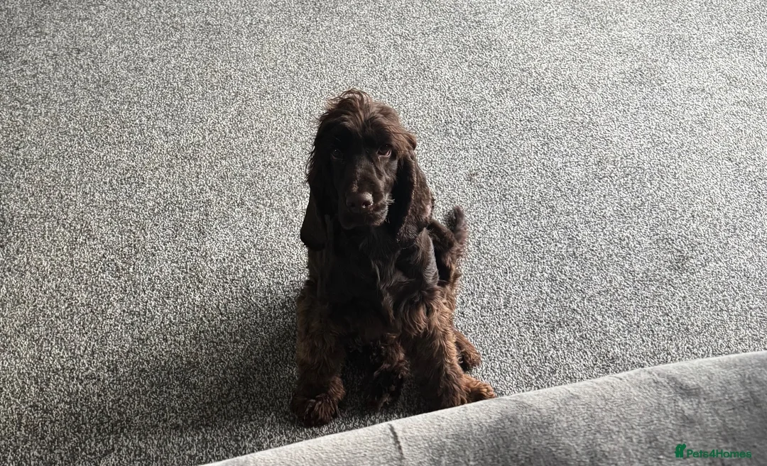 Cocker Spaniel dogs for sale: 3 year old show cocker- fully health tested  - Advert 2