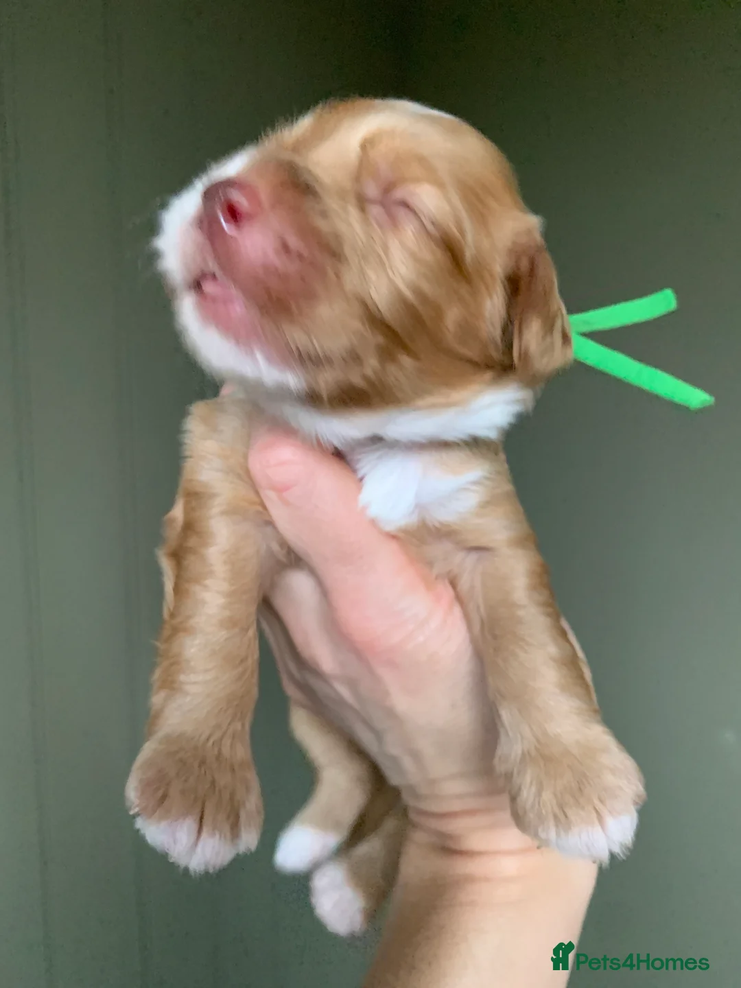 Cockapoo dogs for sale: Cockapoos Due 11th February- Waiting List Open - Advert 8